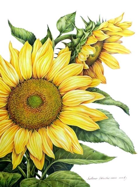 Sunflowers에 있는 Lourdes님의 핀 해바라기 그림 해바라기 해바라기 예술