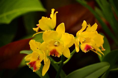 Consejos Para Cultivar Cymbidiums Con Xito Flores Y Plantas Iris