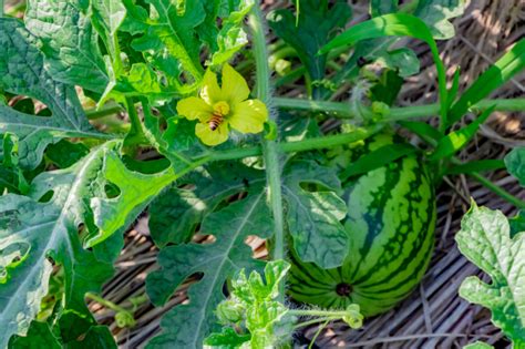 La sandía es fruta o verdura Huerto en casa