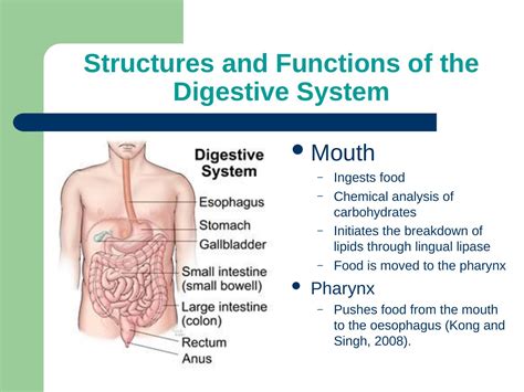 An Overview Of The Structures And Functions Of The Digestive