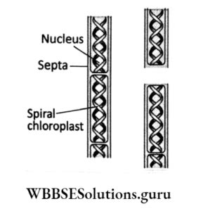 Wbbse Solutions For Class Life Science Chapter Reproduction