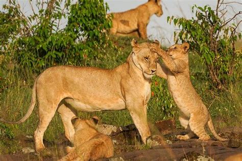 East African Bush Safaris Ltd 2025 All You Need To Know Before You