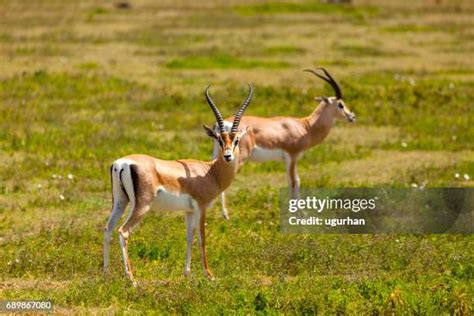 68,967 Antelope Stock Photos, High-Res Pictures, and Images - Getty Images