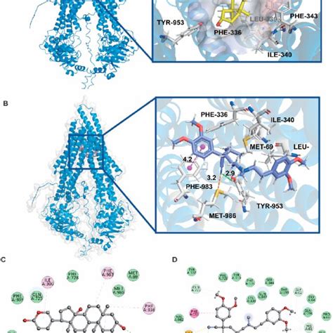 Molecular Modeling Of The Binding Of Buf To Homologous Abcb1 A The Download Scientific