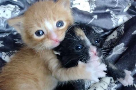 These Abandoned Kittens Kept Each Other Alive Until People Saved Them