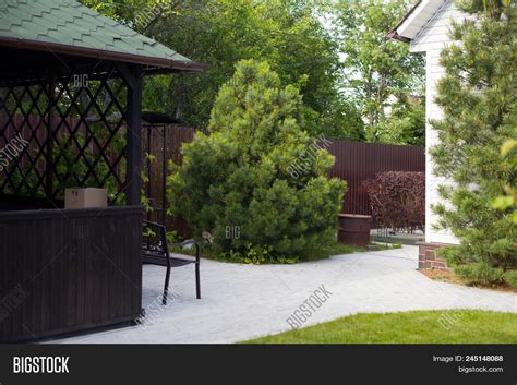 Decorative Pine-tree Image & Photo (Free Trial) | Bigstock