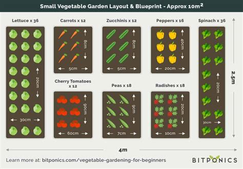 Beginners Guide To Planting A Vegetable Garden