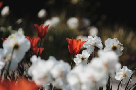 10 Schitterende Tulpen Voor Je Tuin KleineTuinen Nl