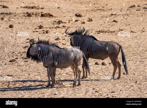 Blue Wildebeest Also Called The Common Wildebeest White Bearded Gnu