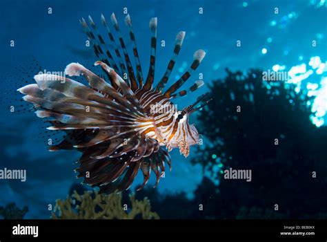 Common Lionfish Marsa Alam Red Sea Stock Photo Alamy