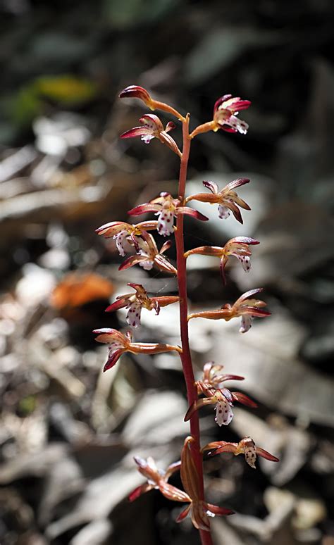 Coral Root Summer Coral Root Corallorhiza Maculata Ken Lunders