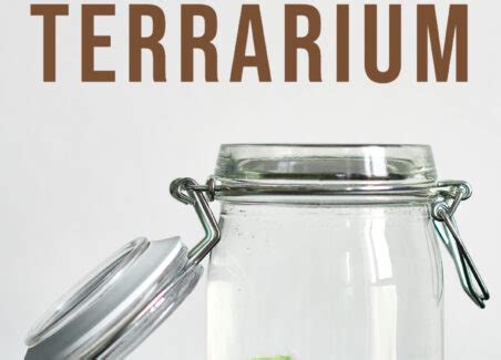 How To Make A Marimo Moss Ball Terrarium Hawk Hill