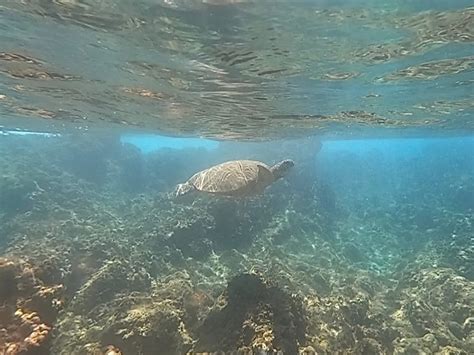 Snorkeling At Poolenalena Beach Boss Frog S Hawaii