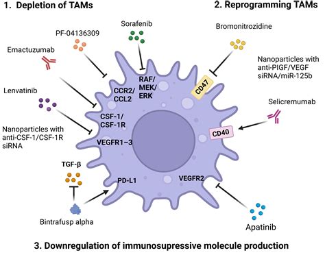 Pharmaceutics Free Full Text Reprogramming Tumor Associated