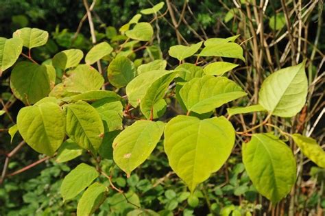 Japanese Knotweed Research New Ways To Treat Invasive Weed