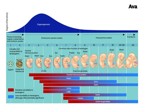 Pregnancy Information - Ava Health