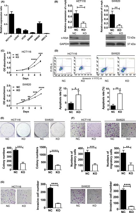 Knockout Of C‐myb Inhibits The Malignant Characteristics Of Colorectal