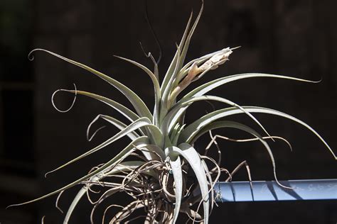 tillandsia recurvifolia  subsecundifolia catalogue  bromeliad plants