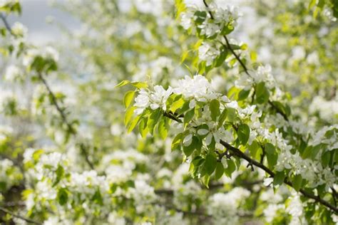 Premium Photo Branches Of A Flowering Apple Tree In The Garden