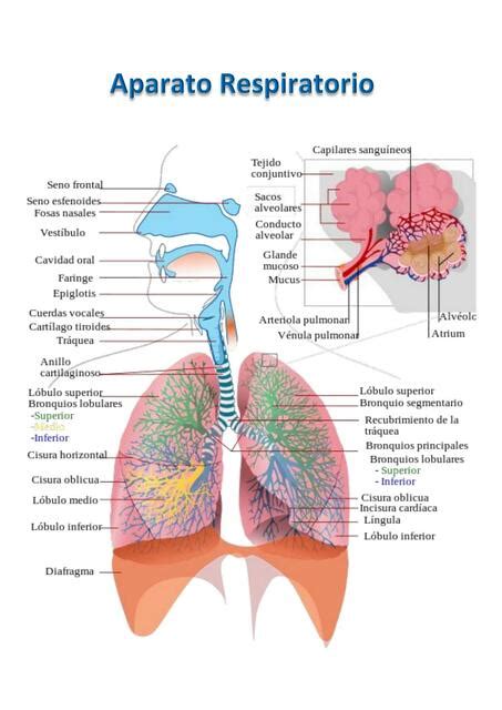 Aparato Respiratorio Abril Jaramillo Udocz