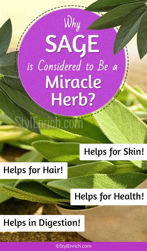 Sage Benefits : Why Sage is Considered to Be a Miracle Herb?