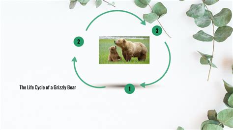 Charlotte and Aoife Life cycle Grizzly Bear by Stephanie Harding on Prezi