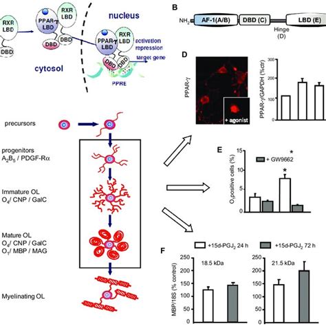 Effect of PPAR γ agonists on Ca 2 movements in oligodendrocytes and