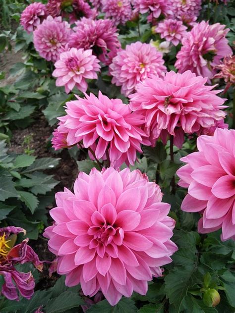 Fine Gardning Some Flowers