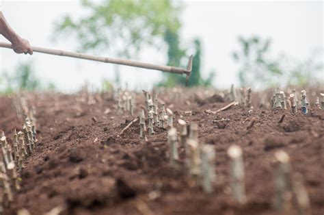 Regenerative Agriculture Cultivating A Sustainable Future Through Soil