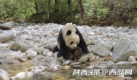 萌！河边吃竹笋，晒太阳 秦岭野生大熊猫的“五一”假期这样过 西部网（陕西新闻网）