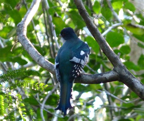 Cuban Trogon Priotelus Temnurus La Guira Np Cuba Gailhampshire Flickr