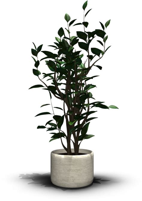 Download Transparent Indoor Plant Png Png Download Vhv