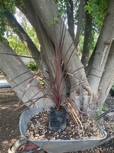 PALMERA DRACENA ROJA Vivero Antu