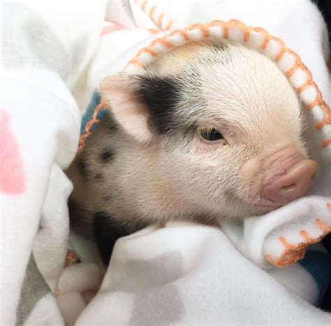 Mini Pigs Cute Piggies Dijon Piggy Cute Animals Work Pigs