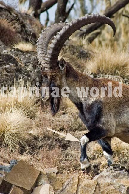 Capra: genus of the goats – Ralfs' Wildlife and Wild Places