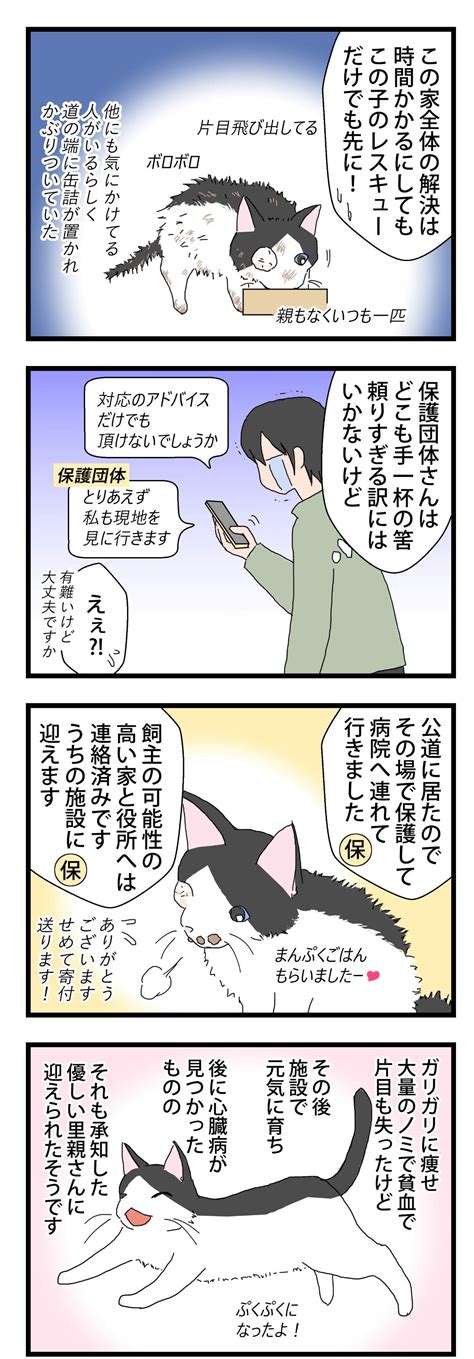 【番外編】sos② 保護猫かやさん～凛々しいサビ猫様と私～