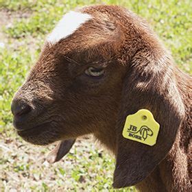 Ear Tags Do S And Don Ts Sheep Ears Ear Tag Goats