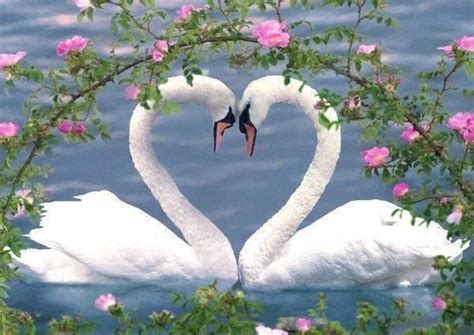 Ulamazesi gedebi Beautiful Swan, Beautiful Birds, Animals Beautiful ...