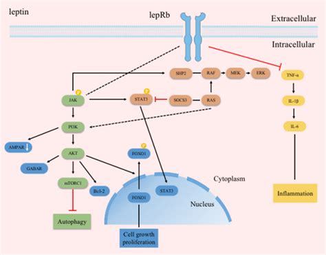 Leptin Receptors Participate In Multiple Signaling Pathways Download