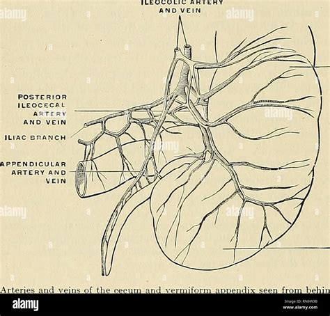 Anatomie descriptif et appliquée L anatomie 664 LES SYSTÈMES