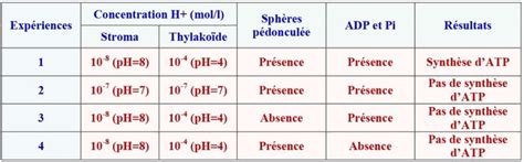 Conversion de lénergie lumineuse en énergie chimique et synthèse de la