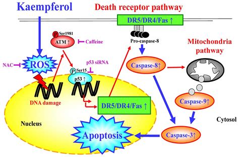 Kaempferol Induces Atmp53 Mediated Death Receptor And Mitochondrial