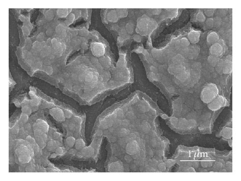 Sem Micrographs Of La2o2co3 Layers Calcined At 700 K For 30 Min After Download Scientific