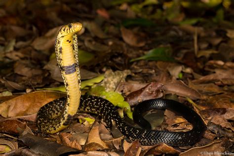 Forest Cobra Naja Melanoleuca Theo Busschau Flickr