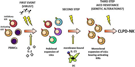 Frontiers Activating KIRs In Chronic Lymphoproliferative Disorder Of