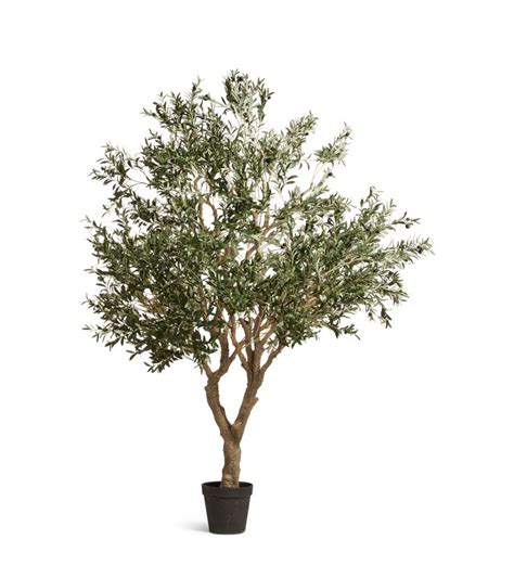 An Olive Tree In A Pot On A White Background