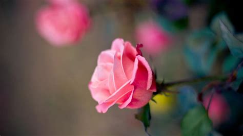 Pink Rose Flower Macro Photography Bokeh Wallpaper Pink Sadaf Name