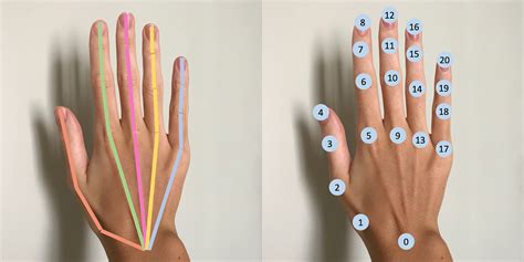 Gentle introduction to 2D Hand Pose Estimation: Approach Explained | by Olga Chernytska ...