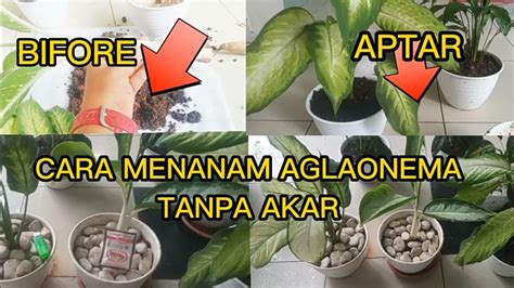 Ara Menanam Aglaonema Tampa Akar Hanya Dengan Perangsang Micin Bisa