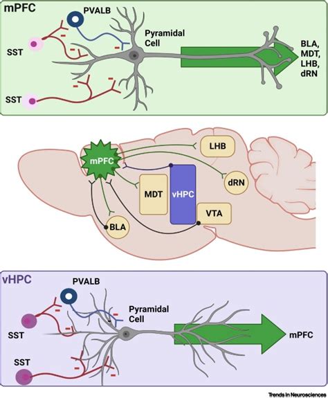 An Integrative View On The Cell Type Specific Mechanisms Of Ketamine S